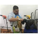 quanto custa Trimming em Fox Terrier em Taboão da Serra