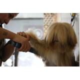 tratamento estético para cães em Caieiras