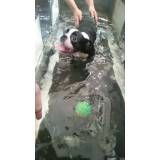 tratamento fisioterápico para cachorros em Itapecerica da Serra