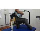 Trimming Scottish Terrier preço na Vila Formosa
