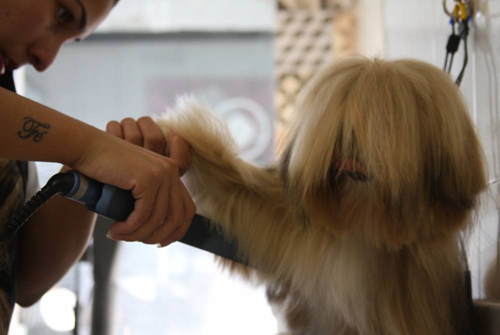 Tratamento Estético para Cães na Vila Andrade - Curso de Estética Canina