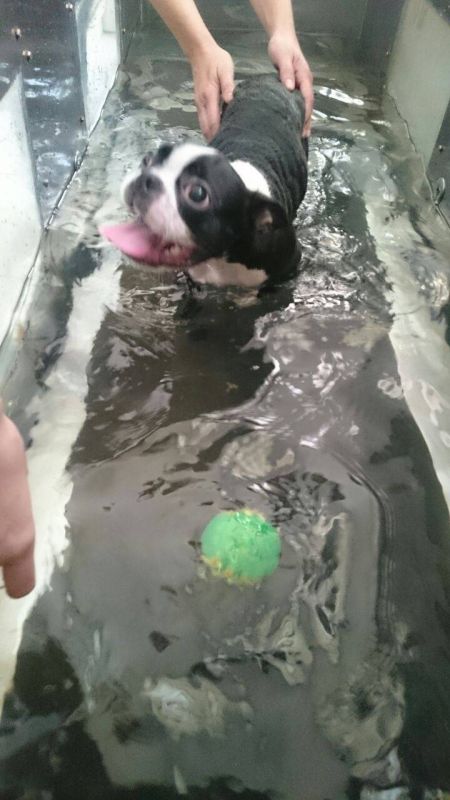 Tratamento Fisioterápico para Cachorros na Vila Medeiros - Fisioterapia Canina em São Paulo