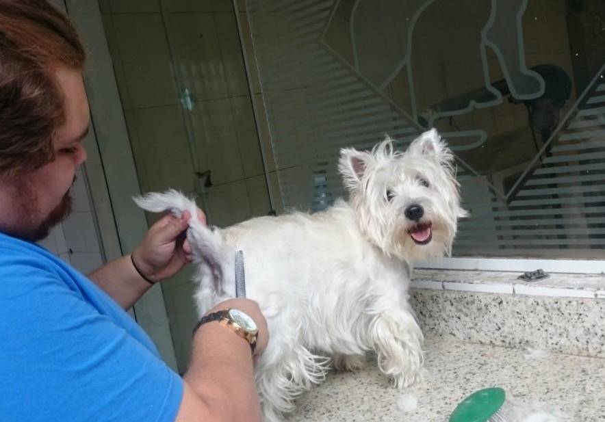 Trimming em Cães Sp em Caieiras - Hand-Stripping em Cães