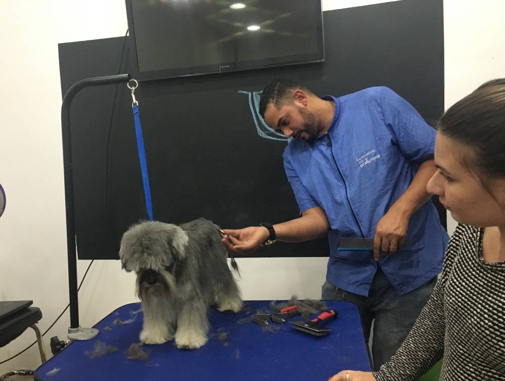 Trimming em Fox Terrier Preço na Vila Mariana - Hand-Stripping