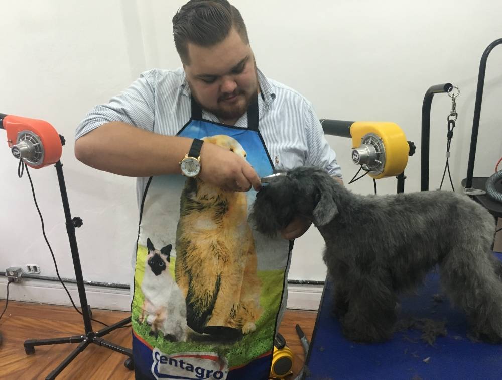Trimming em Fox Terrier Sp em Mairiporã - Hand-Stripping em Schnauzer