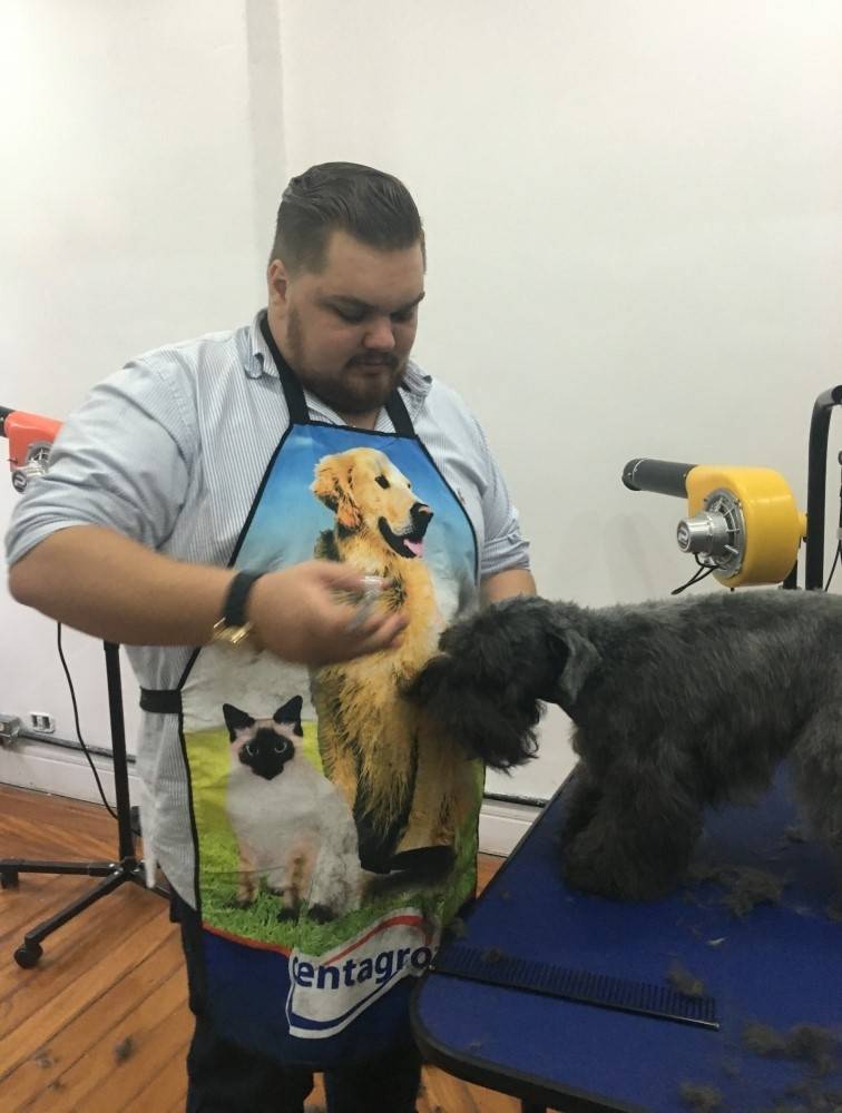Trimming em Fox Terrier em Ribeirão Pires - Hand-Stripping Golden Retriever