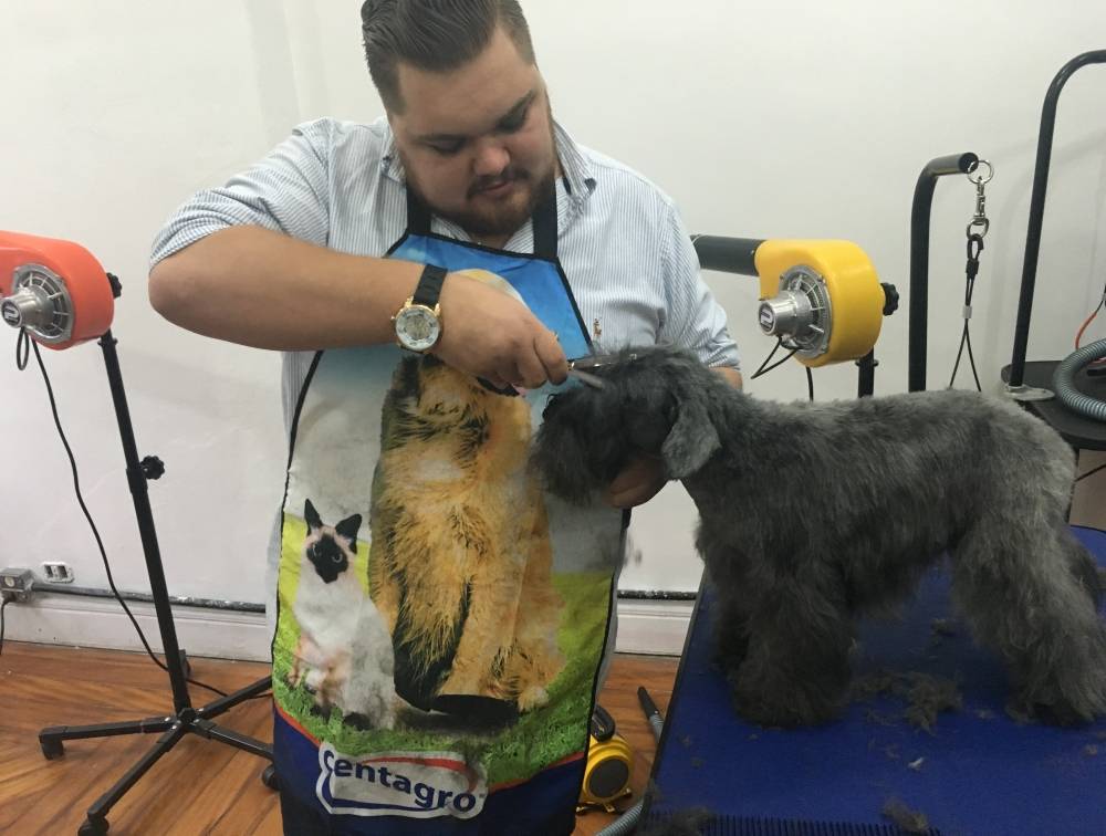 Trimming em Golden Retriever em Ribeirão Pires - Stripping em Fox Terrier