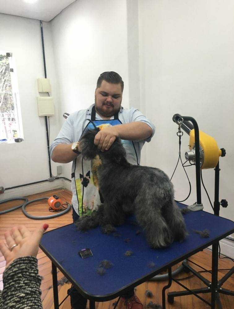 Trimming em Westie na Lauzane Paulista - Hand-Stripping em Scottish Terrier