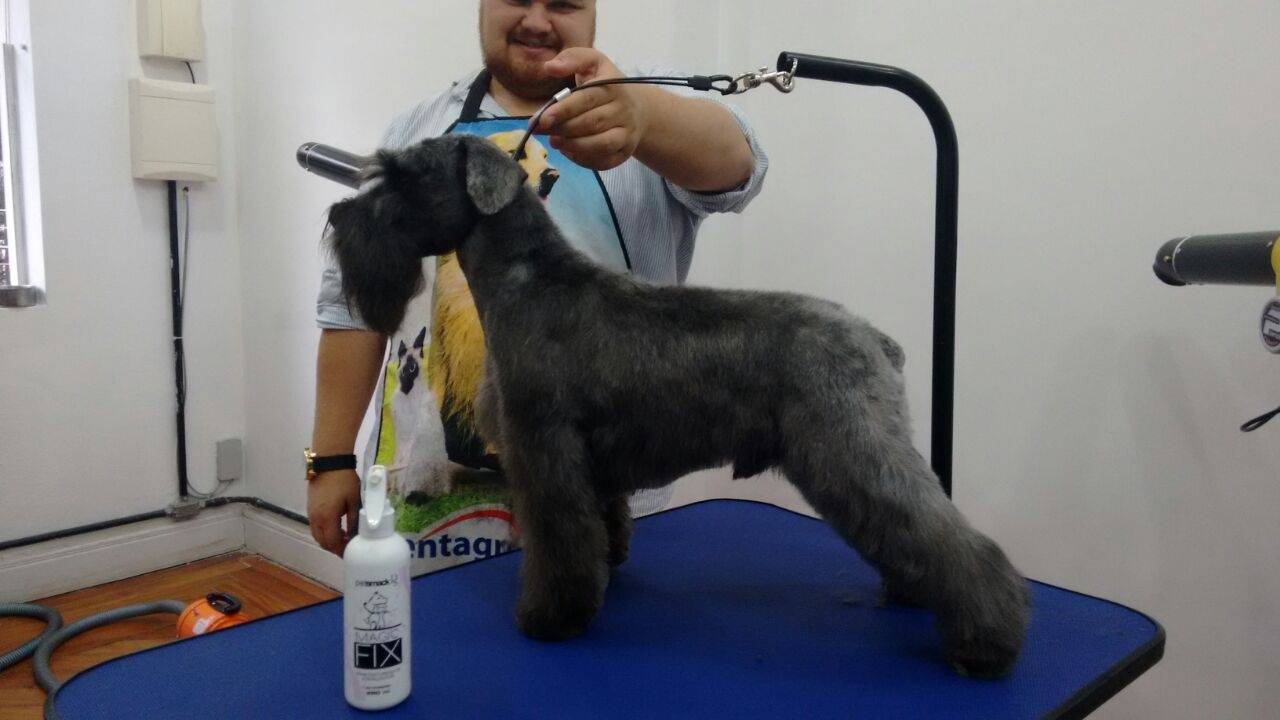 Trimming Scottish Terrier Preço no Itaim Paulista - Stripping Scottish Terrier