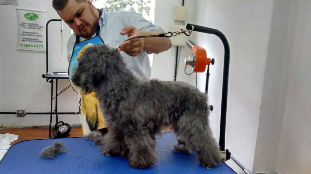 Trimming Scottish Terrier em Santo Amaro - Hand-Stripping em Cães